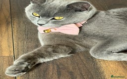 British Shorthair cats for sale: 5 stunning BSH kittens for sale‼️ - Image 6