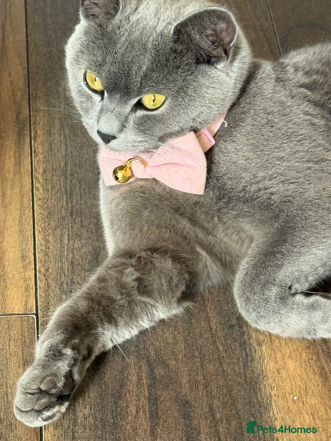 British Shorthair cats for sale: 5 stunning BSH kittens for sale‼️ - Image 6