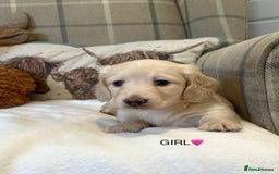Miniature Dachshund dogs for sale: CREAM MINIATURE DACHSHUNDS💛 - Image 17