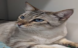 Bengal cats for adoption: Odie, Bengal X Ragdoll, 5 year old male  - Image 1