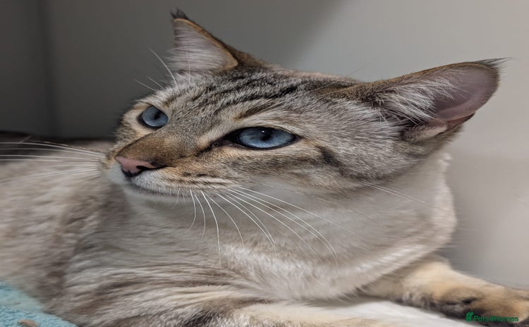 Bengal cats - Advert 6