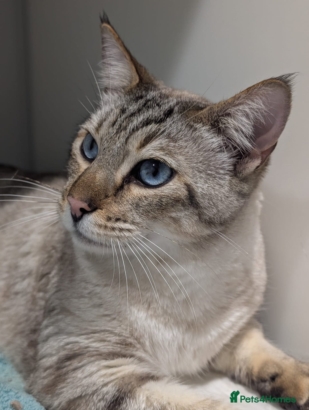 Bengal cats for adoption: Odie, Bengal X Ragdoll, 5 year old male  - Image 1