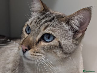 Bengal cats Odie, Bengal X Ragdoll, 5 year old male - Advert 10