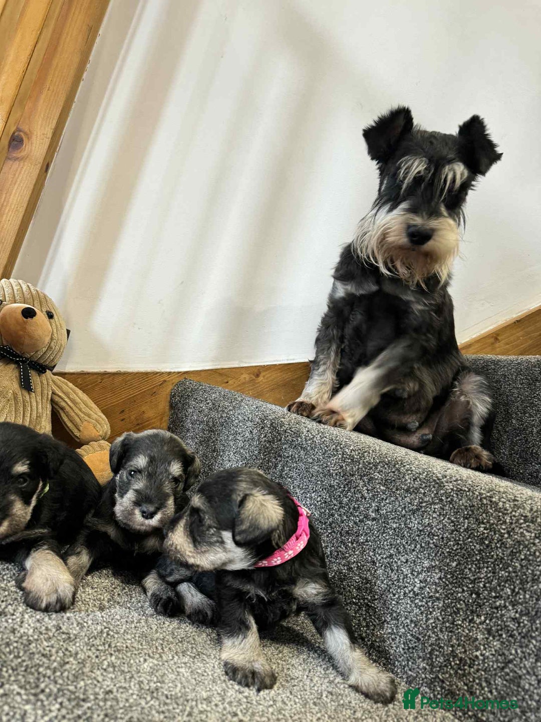 Miniature Schnauzer dogs for sale: Miniature Schnauzer Puppies KC/BVA/MAC Tested - Image 23