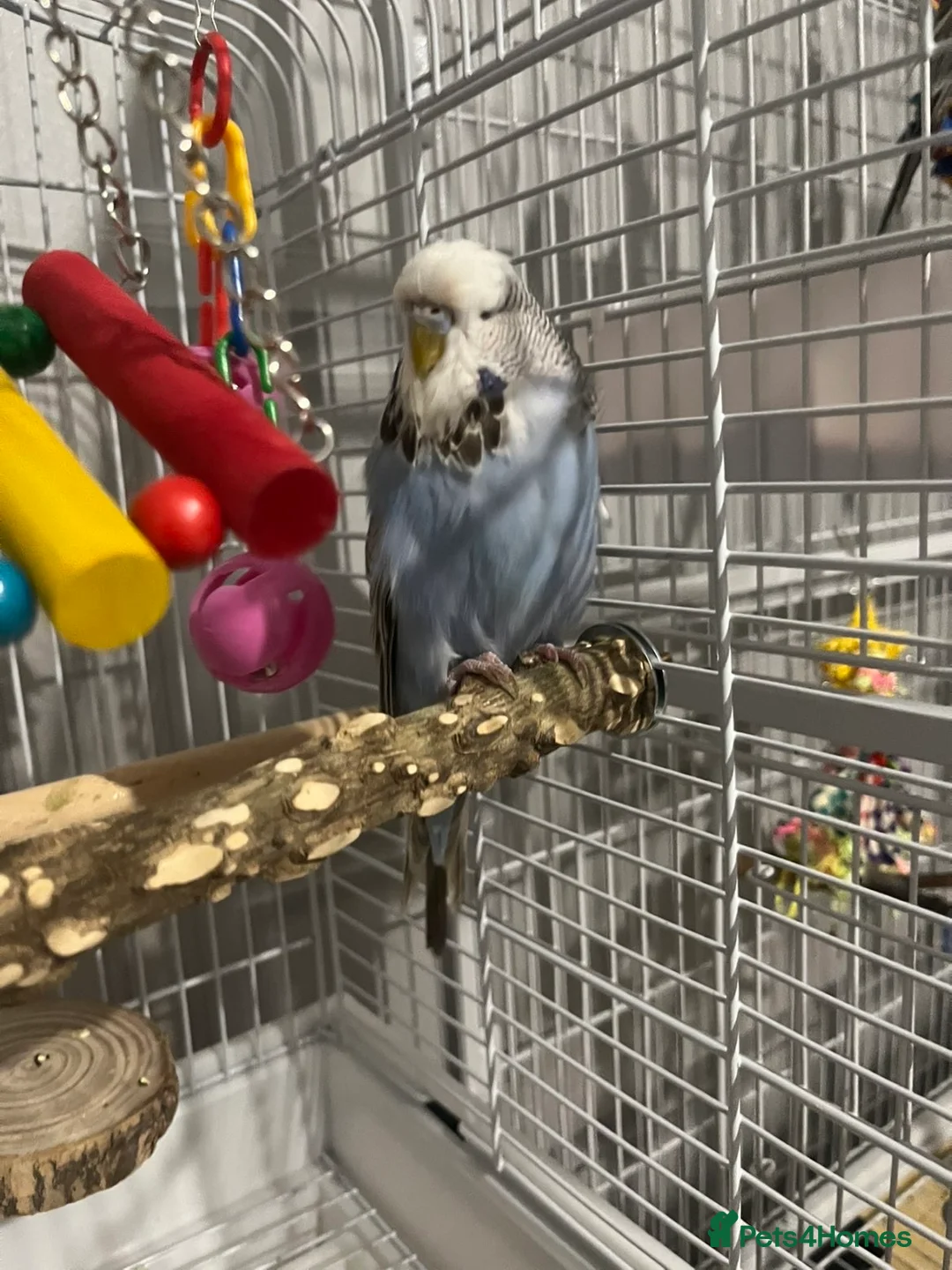 Budgerigars birds for sale: 1 normal and 1 exhibition budgie  - Advert 6