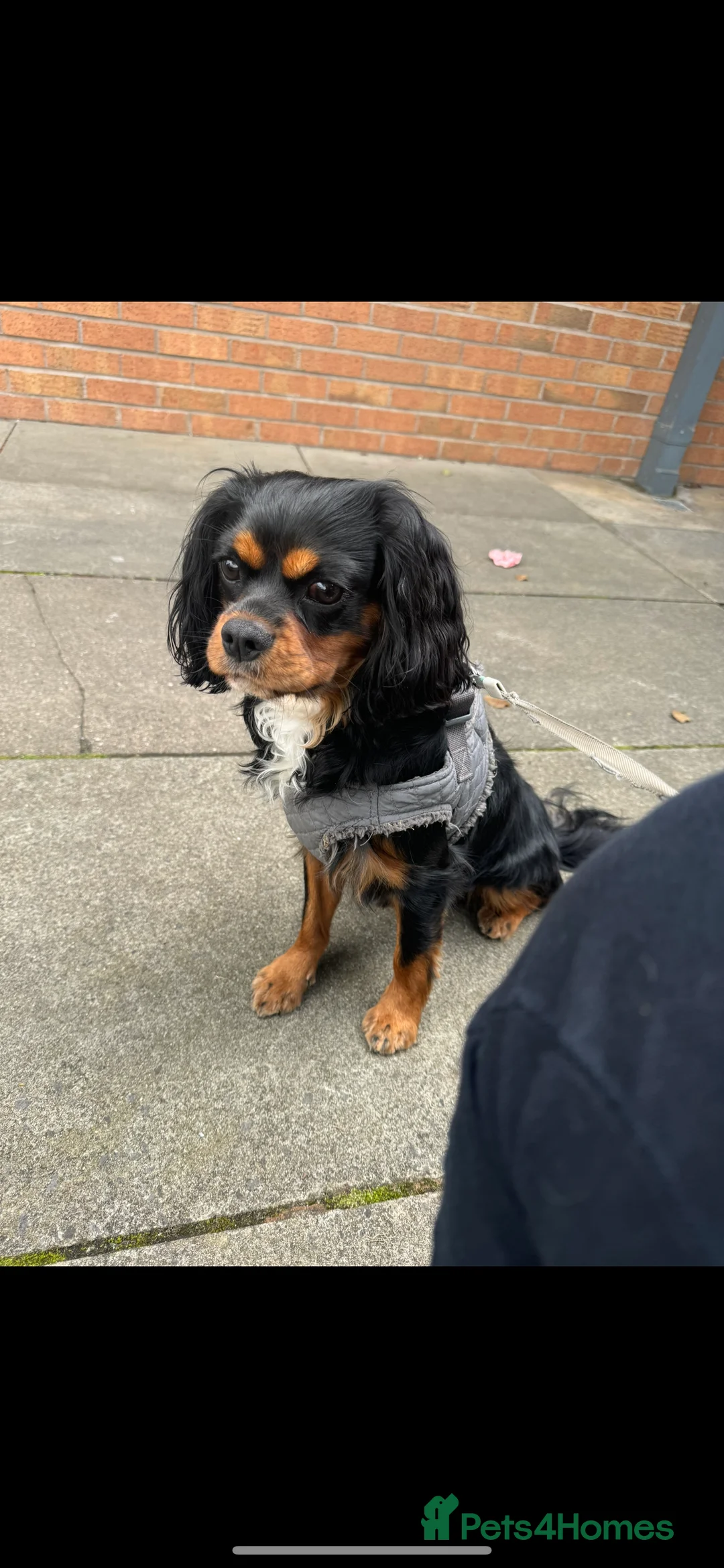Cavalier King Charles Spaniel dogs for stud: *PROVEN* HEALTH TESTED Black & Tan Cavalier STUD in Oldham - Advert 4