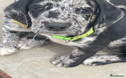 Cockerdor dogs for sale: Beautiful cockador puppys for sale  - Image 3