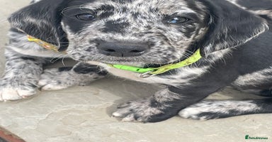 Cockerdor dogs - Advert 8