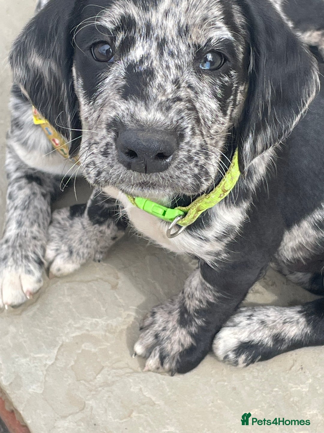Cockerdor dogs for sale: Beautiful cockador puppys for sale  - Image 3