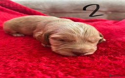 Cocker Spaniel dogs for sale: 7 Beautiful Cocker Spaniel Boys - Image 6