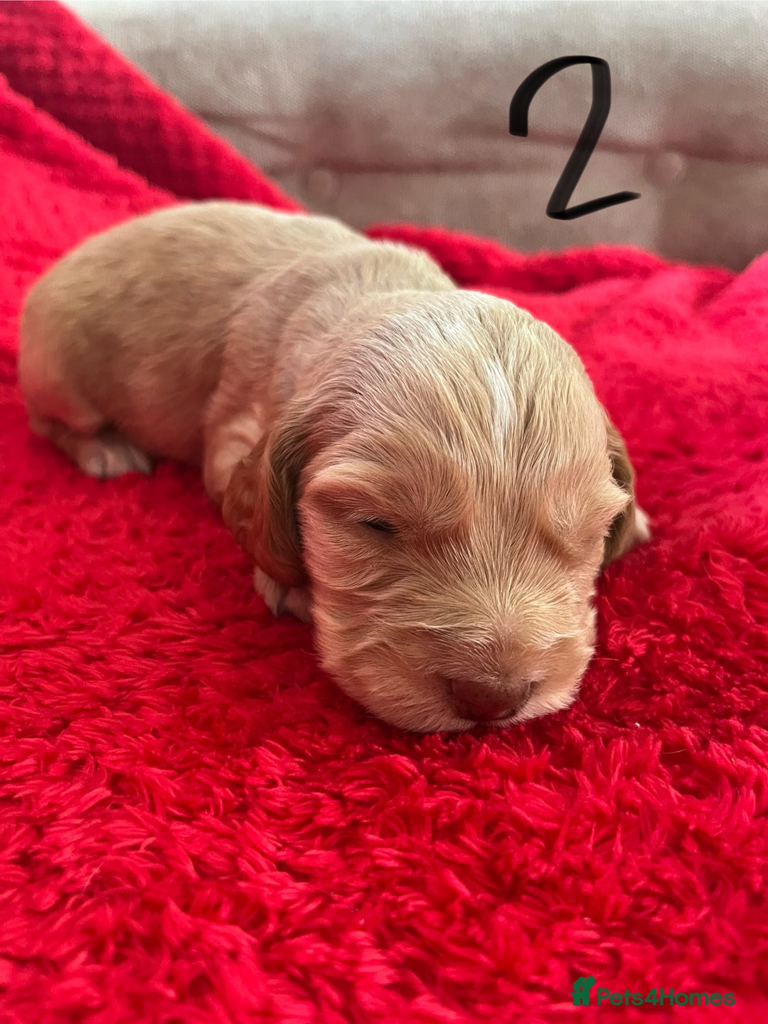 Cocker Spaniel dogs for sale: 7 Beautiful Cocker Spaniel Boys - Image 6