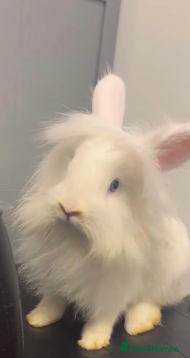 Mixed Breed rabbits for sale: 8 Months Old White Lionhead with blue eyes! - Advert 1
