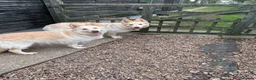 German Shepherd dogs for sale: Apricot/Cream GSD FEMALE  - Advert 12