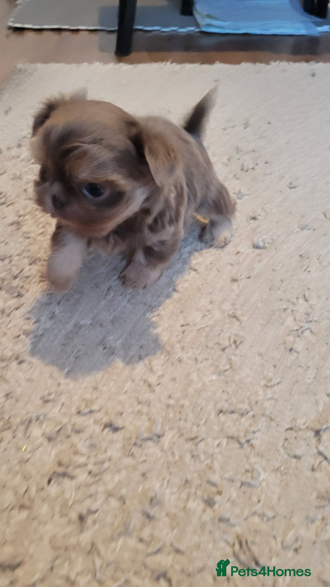 Shih Tzu dogs for sale: Three stunning KC Lavender/dobie Imperial ShihTzu - Advert 10