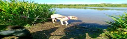 Mixed Breed dogs for adoption: Ivy - Norwich Norfolk  in Norwich - Advert 13