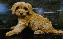 Cockapoo dogs for sale: KC CH LINE LIVER COCKER SPANIEL BITCHES - Advert 6