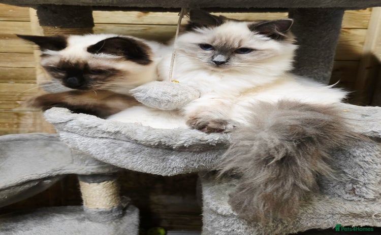 Ragdoll cats - Advert 4
