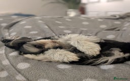 Mixed Breed dogs for sale: Maltese x Russian Toy Girl - 18 months - Image 3