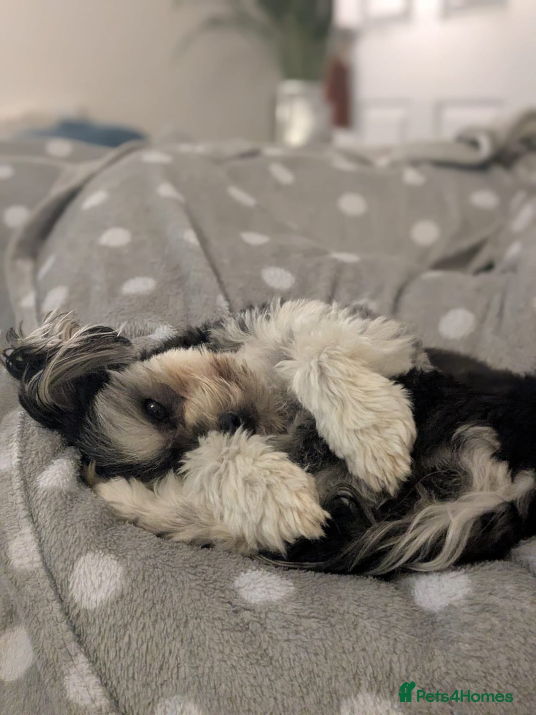 Mixed Breed dogs for sale: Maltese x Russian Toy Girl - 18 months - Image 3