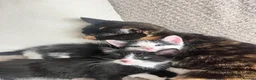 Mixed Breed cats for sale: Adorable kittens for sale - Advert 16