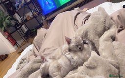 Bengal cats for sale: Buzz and Woody - Image 19