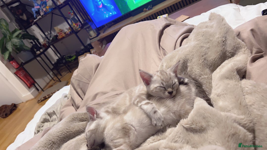 Bengal cats for sale: Buzz and Woody - Image 19