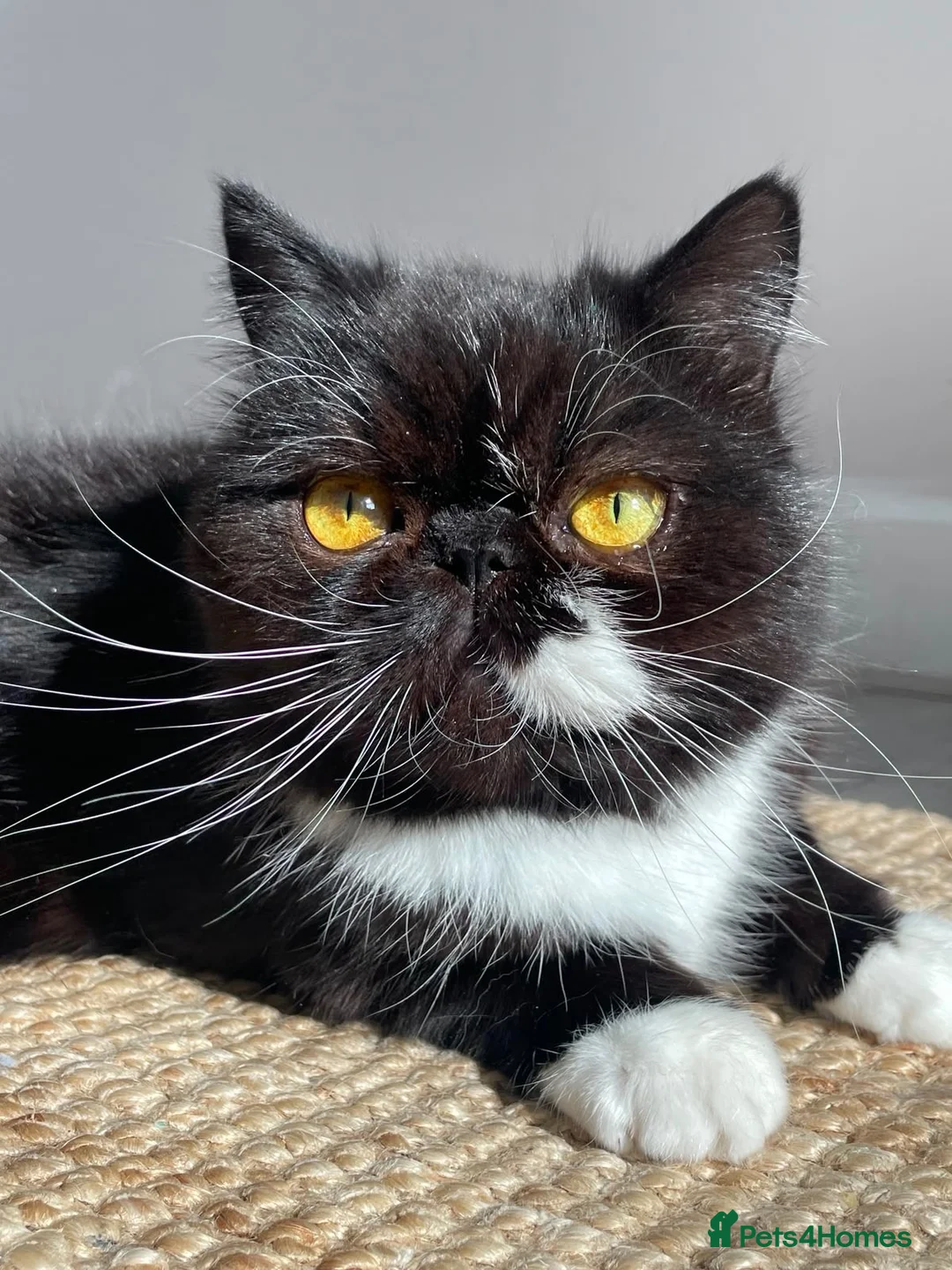 Persian cats for sale: 🐾 Cute Persian Kittens Lookng for Loving Homes 🐾 - Advert 2