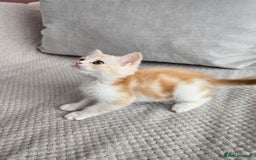 Scottish Fold cats for sale: Scottish Straight purebred kittens  - Image 7