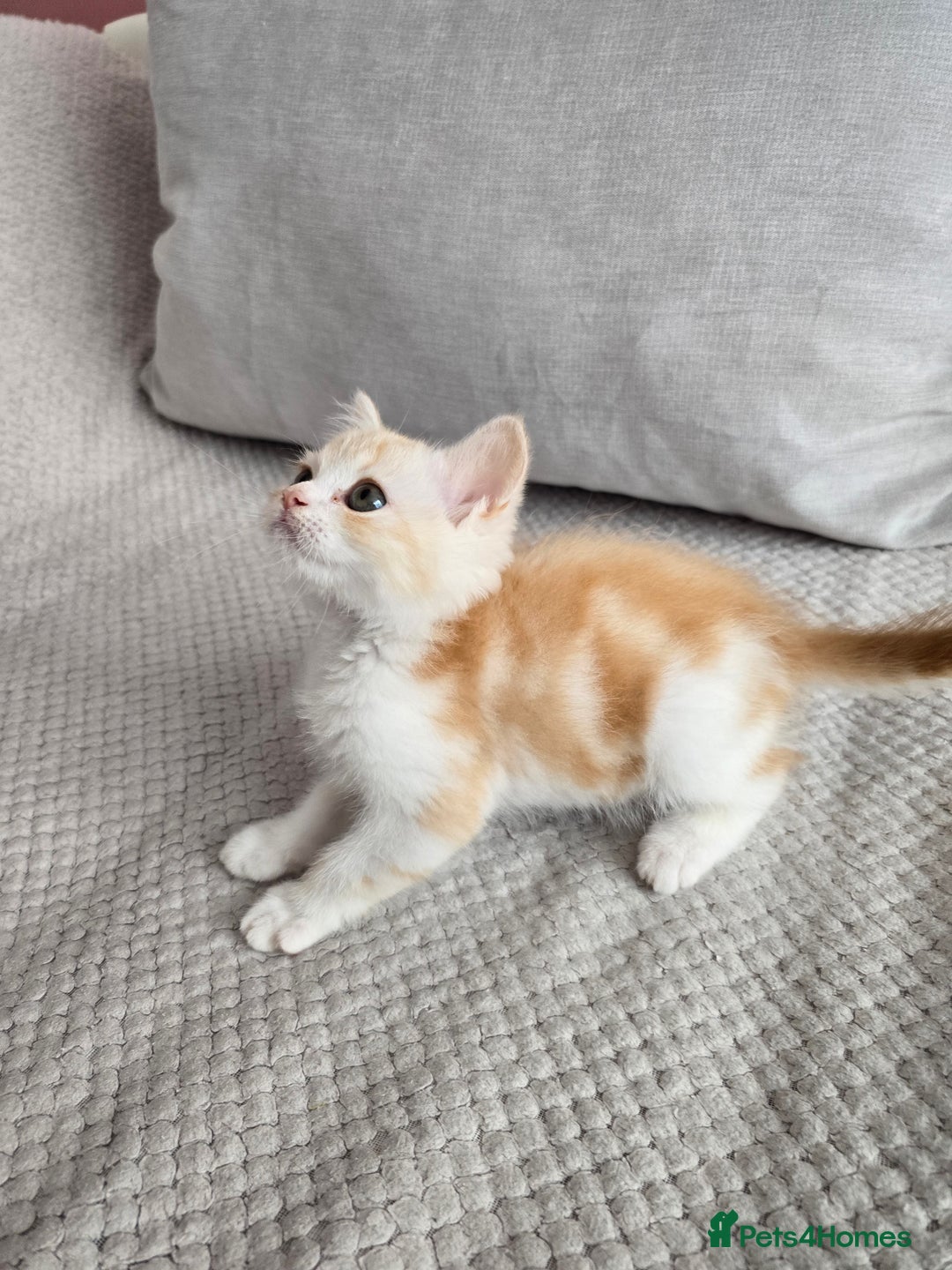 Scottish Fold cats for sale: Scottish Straight purebred kittens  - Image 7
