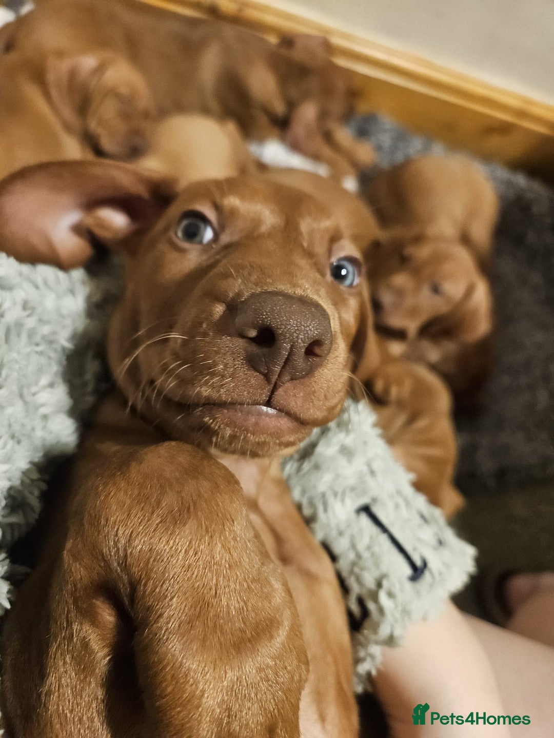 Hungarian Vizsla dogs for sale: Hungarian Vizsla Puppies – Ready Soon! - Advert 7