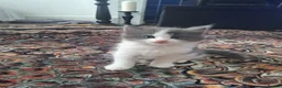 Mixed Breed cats for sale: Stunning mixed breed kittens - Advert 16