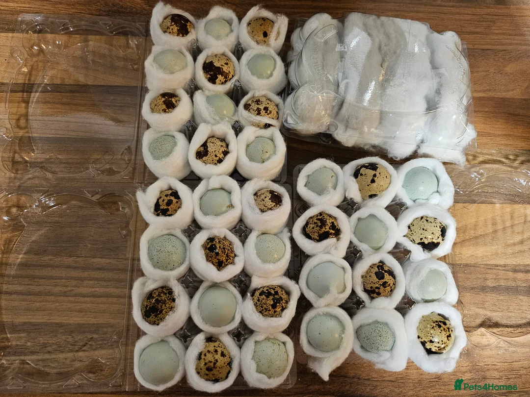 Quail poultry for sale: Coturnix quail celadon hatching eggs mixed colours - Advert 2