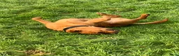 Staffordshire Bull Terrier dogs for stud: For stud- Red Staffordshire bull terrier in Telford - Advert 8