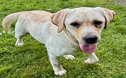 Labrador Retriever dogs for adoption: Lucia’s Story - Minutes from Death - Image 14