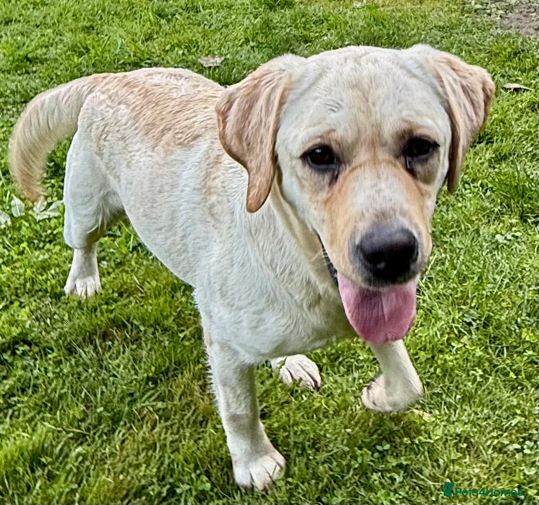 Labrador Retriever dogs for adoption: Lucia’s Story - Minutes from Death - Image 14