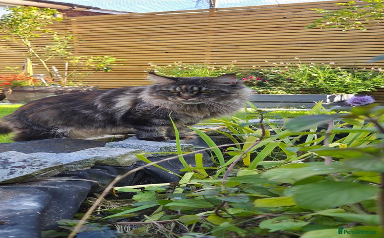Maine Coon cats - Advert 3