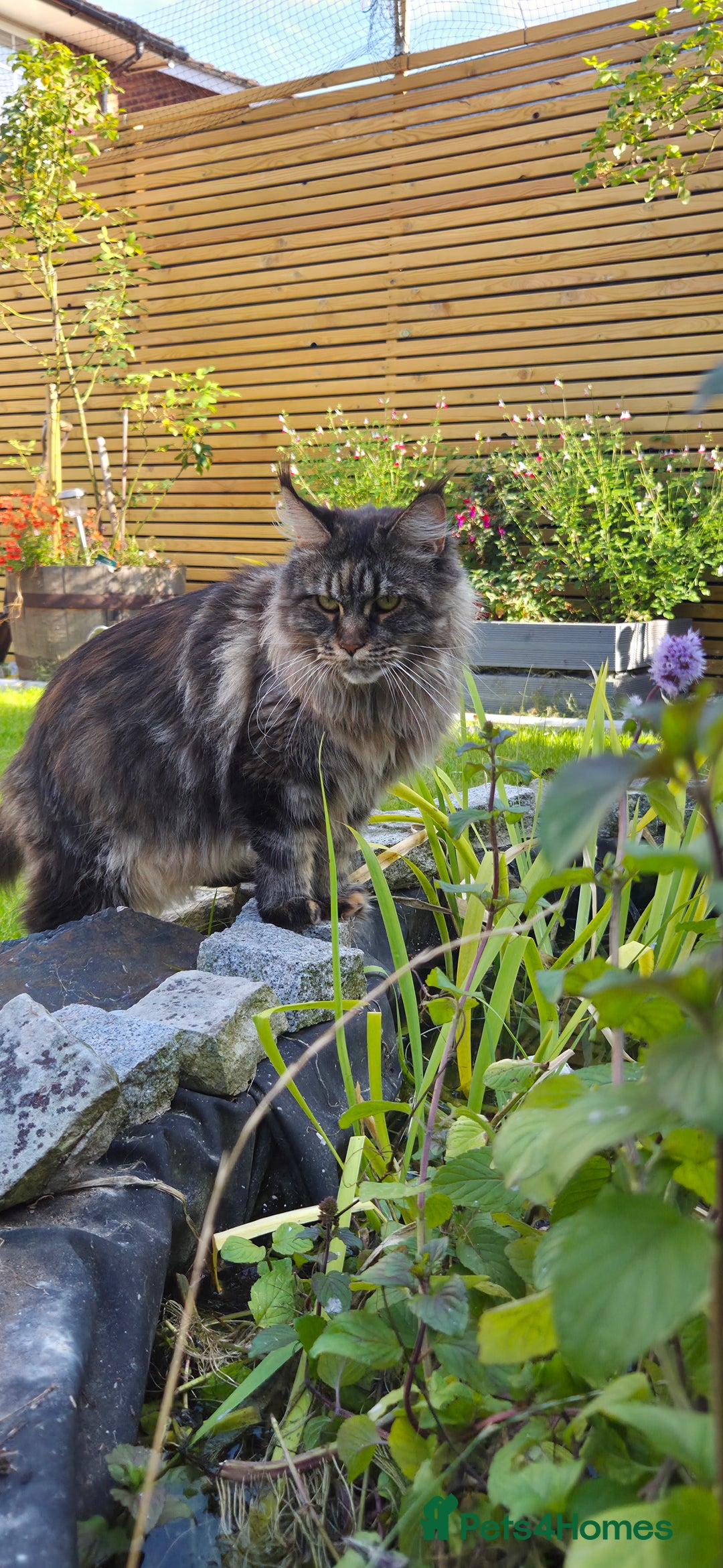 Maine Coon cats for sale: Stunning purebred. Maine coon cat  - Image 1