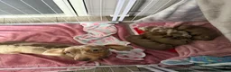 Miniature Dachshund dogs for sale: Miniature dachshund puppies  in Oxford - Advert 10