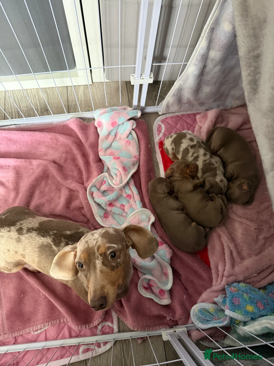 Miniature Dachshund dogs for sale: Miniature dachshund puppies  in Oxford - Advert 10