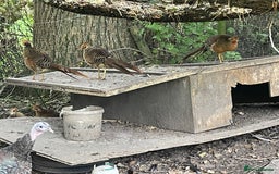 Mixed Breed birds for sale: Golden Pheasant Juveniles – Hatched 31 May 2025 - Image 3