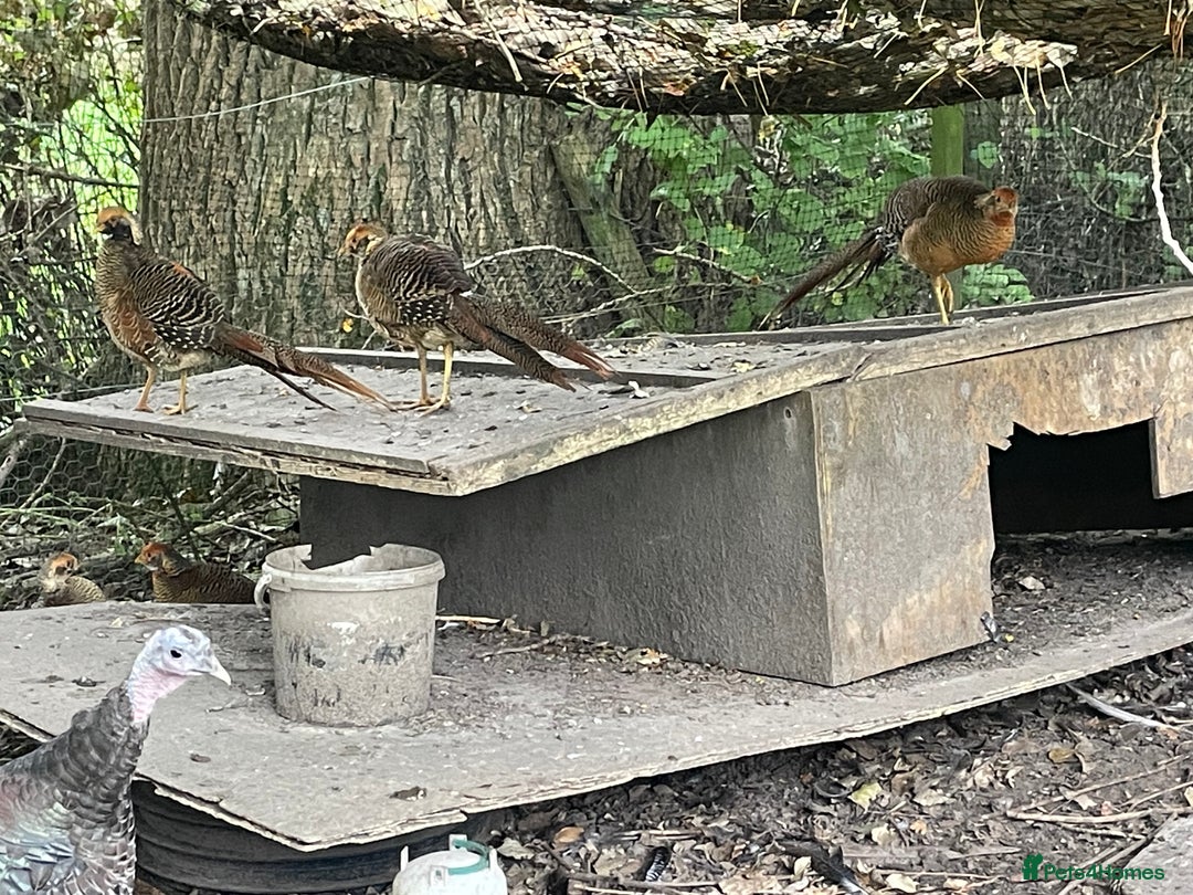 Mixed Breed birds for sale: Golden Pheasant Juveniles – Hatched 31 May 2025 - Image 3