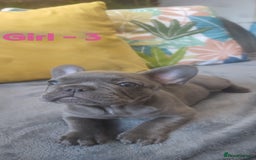 French Bulldog dogs for sale: 3 Girls - 2 Boys Frencbulldog Puppies - Image 10