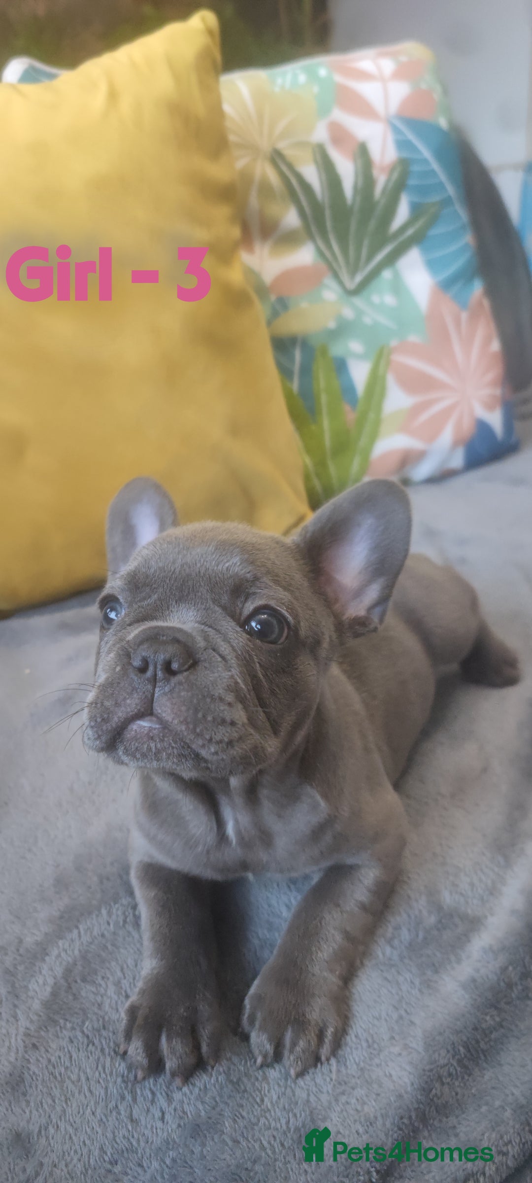 French Bulldog dogs for sale: 3 Girls - 2 Boys Frencbulldog Puppies - Image 10