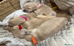 Golden Retriever dogs for sale: KC/FCI Well-Bred, Health CERTIFICATED,DAD CHAMPION - Image 5