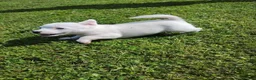 Jack Russell dogs for sale: Adorable Jack Russel Puppies in Farnborough - Advert 5