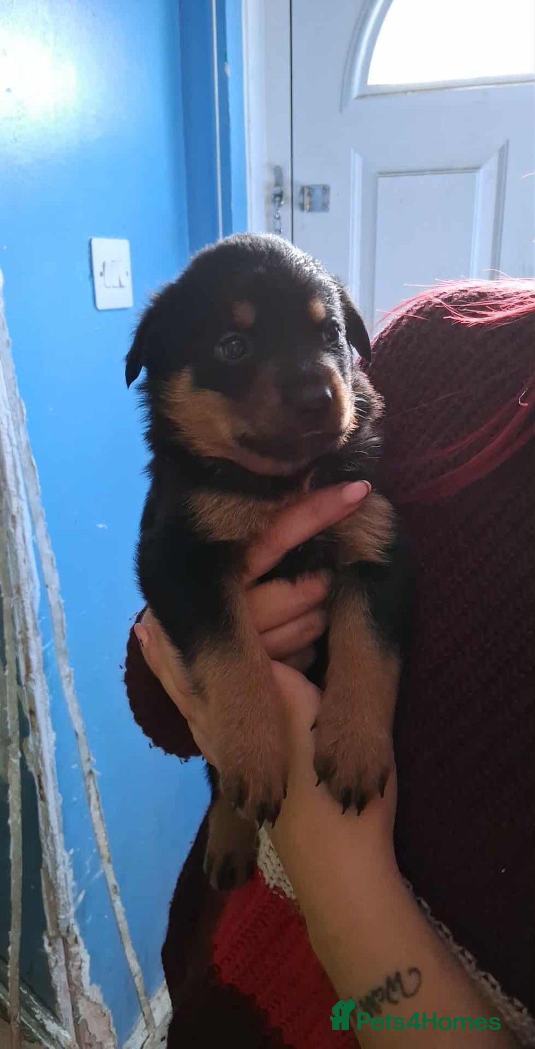 Mixed Breed dogs for sale: Rottie/German shepherd/Belgian malinonis - Image 1