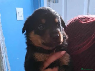 Mixed Breed dogs - Advert 36