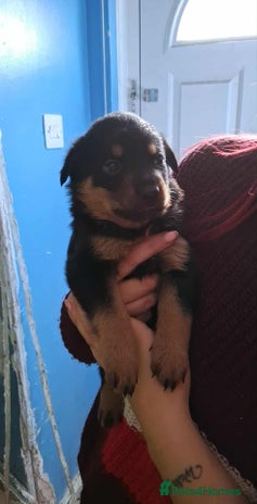 Mixed Breed dogs - Advert 11