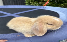 Mini Lop rabbits for sale: Pure breed Mini Lop - Image 3