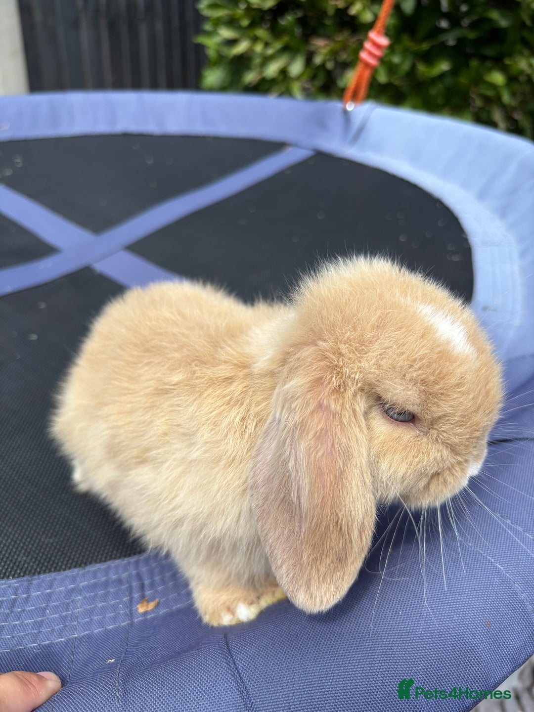 Mini Lop rabbits for sale: Pure breed Mini Lop - Image 3